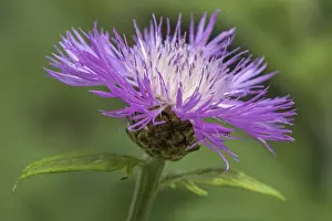 Deserted Flower Field Germany Prints: Psephellus dealbatus (Centaurea dealbata)