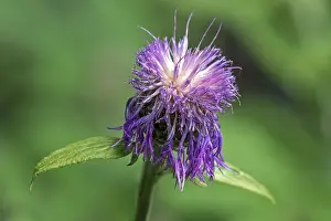 Baden Wurttemberg Plants Prints: Psephellus dealbatus (Centaurea dealbata)