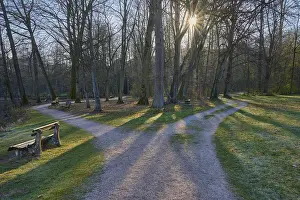 Lower Franconia Urban Environment Prints: Public park with forked path and sun in spring