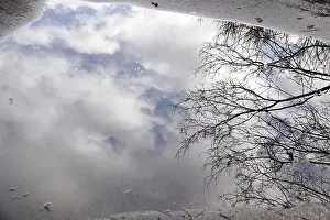 European Winter Scenes Prints: Puddle with reflection, Winter, Germany