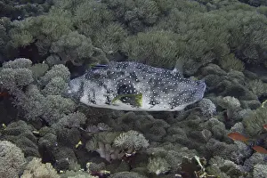 Images Dated 18th July 2024: White-spotted Pufferfish Print