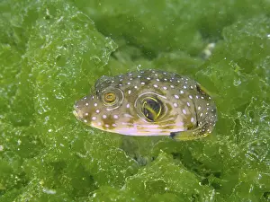 Images Dated 2nd August 2024: Patterned Pufferfish Print