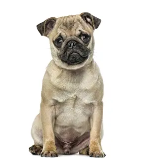 Young Animal Breed Prints: Pug