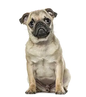 Young Pug Prints: Pug
