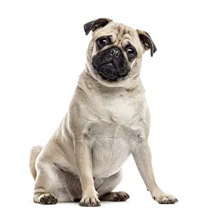 Purebred Dog Front View Prints: Pug sitting and looking at the camera