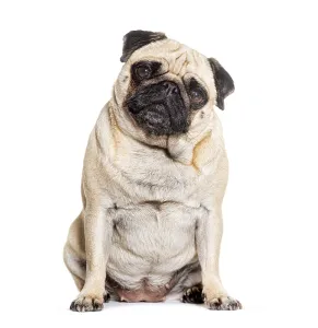 Purebred Dog Breed Photo Prints: Pug sitting looking at he camera against white background