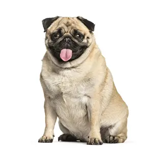 Purebred Dog Studio Photography Prints: Pug sitting in front of white background