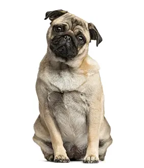 Pedigree Dog Studio Shot Prints: Pug sitting in front of a white background