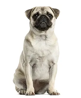 Domestic Animal Breed Image Prints: Pug sitting in front of a white background