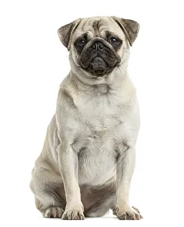 Pedigree Dog Sitting Prints: Pug sitting in front of a white background