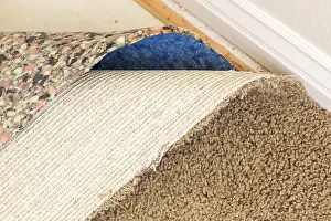 Pulled Back Carpet Prints: Pulled back carpet and underlayding in room of house