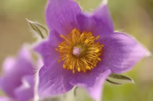 Nature Inflorescence Prints: Pulsatilla