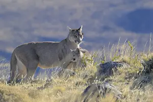 Predator Cat Prints: Two pumas, with one being a cub