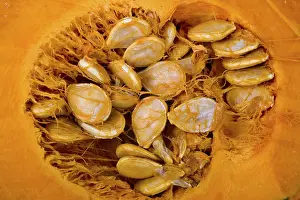 Close Up Pumpkin Prints: Pumpkin