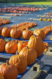 Agricultural Landscape Shots Prints: Pumpkin
