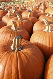 Orange Pumpkins Prints: Pumpkin, (Cucurbita)