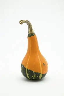 Studio Shot Of Squash Prints: Pumpkin (Cucurbita)