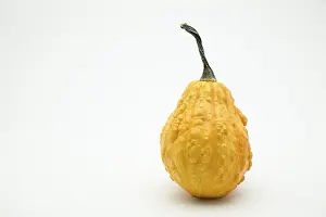 Autumn Decoration Ideas Prints: Pumpkin (Cucurbita)