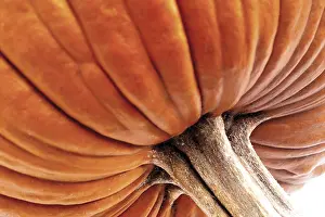 Studio Shot Of Pumpkin Prints: Pumpkin - detail (Cucurbita)