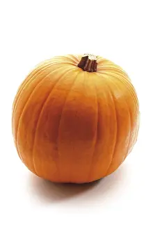Studio Shot Of A Pumpkin Prints: Pumpkin (Cucurbita)