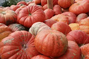 Orange Colored Squashes Prints: Pumpkin, (Cucurbita)