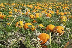Northern European Countryside Views Prints: Pumpkin field with ripe pumpkins in Loderup