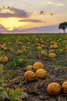 Travel Photography Lower Austria Prints: Pumpkin fields in the evening light