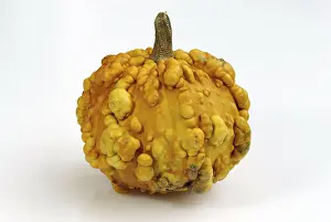 Decorative Plant Prints: Pumpkin Frederic / (Cucurbita spec)
