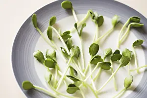 Seed Germination At Home Prints: Pumpkin microgreens. Sprouting Microgreens