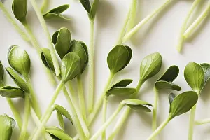 Healthy Eating Ideas Prints: Pumpkin microgreens. Sprouting Microgreens