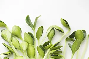 Organic Food Cultivation Prints: Pumpkin microgreens. Sprouting Microgreens