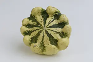 Studio Background Plants Prints: Pumpkin Pattisson / (Cucurbita spec)
