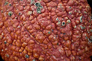 Full Frame Food Image Prints: Pumpkin or squash (Cucurbita), detail view of the shell