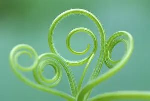 Nature Botany Details Prints: Pumpkin tendril