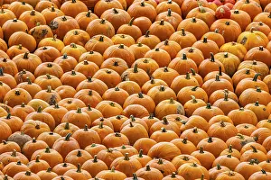 Vegetable Garden Images Prints: Pumpkins
