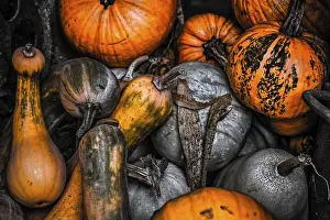 Deserted Pumpkin Field Prints: Pumpkins