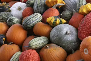 Decorative Gourds Prints: Pumpkins