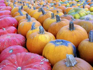Japanese Pumpkin Prints: Pumpkins