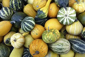 Ornamental Gourds Prints: Pumpkins