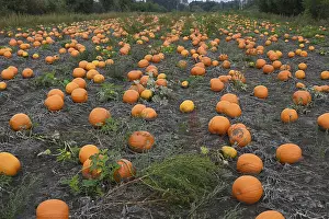 Farm Land Photography Prints: Pumpkins in a field