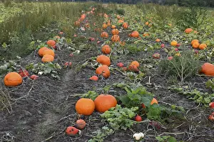 Farm Land Scenery Prints: Pumpkins in a field