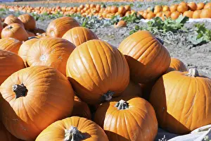 Deserted Pumpkin Patch Prints: Pumpkins, pumpkin patch