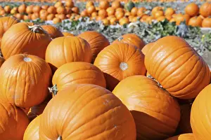 Autumnal Agricultural Landscape Prints: Pumpkins, pumpkin patch