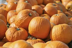 Uninhabited Farm Land Prints: Pumpkins, pumpkin patch