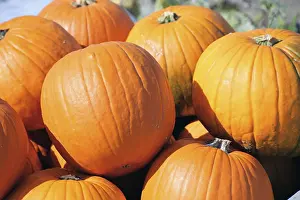 Deserted Pumpkin Field Prints: Pumpkins, pumpkin patch