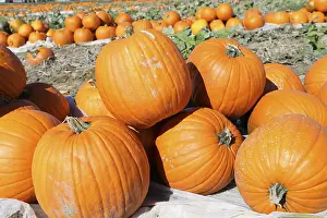Harvest Festival Prints: Pumpkins, pumpkin patch