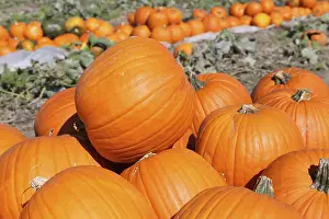 Autumnal Atmosphere Pictures Prints: Pumpkins, pumpkin patch