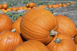 Autumnal Atmosphere Landscape Prints: Pumpkins, pumpkin patch