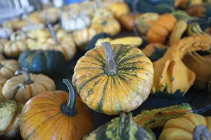 Orange Pumpkins For Sale Prints: Pumpkins in pumpkin patch waiting to be sold