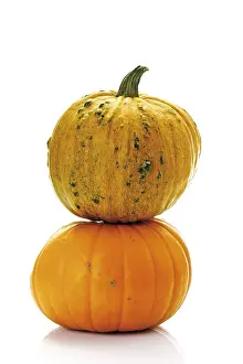 Vegetable Photography Studio Prints: Pumpkins, squashes, marrows (Cucurbita)